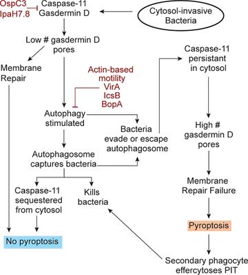 Autophagy May Allow a Cell to Forbear Pyroptosis When Confronted With Cytosol-Invasive Bacteria